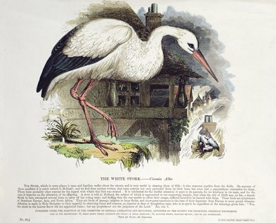 White Stork (Ciconia Alba) by English School